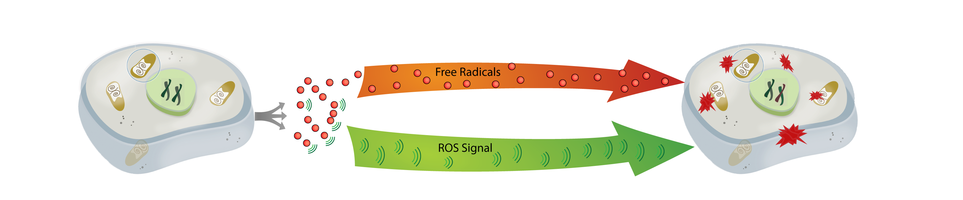 NanoVi helps repair everyday cell damage