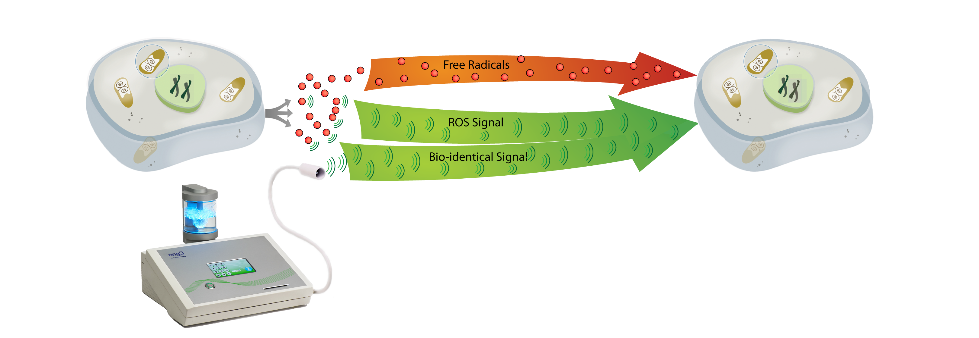 NanoVi helps repair everyday cell damage